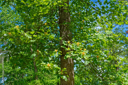 Tulip poplar tree with flowers