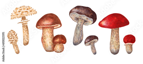 A set of large and small mushrooms. Umbrella, porcini mushroom, boletus,leccinum. Autumn harvest natural culinary ingredient for menu, recipe, label, wrapper. Hand drawn element watercolor isolated.