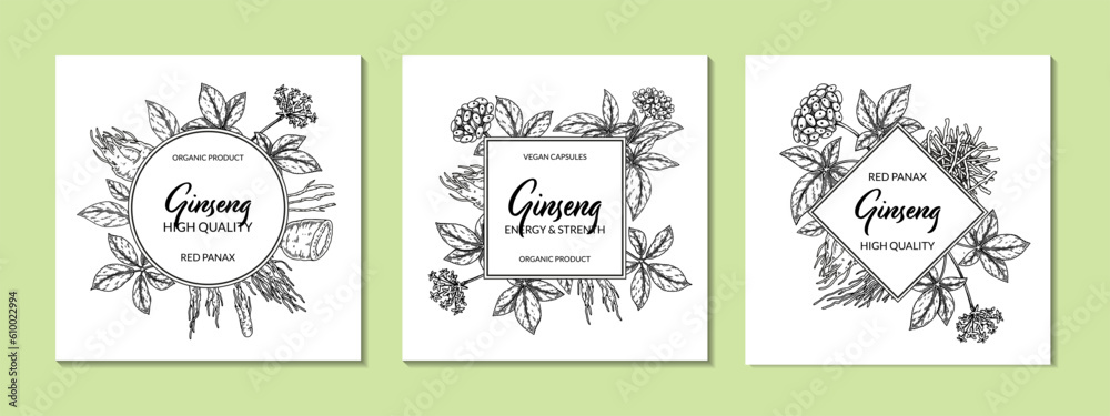 Ginseng frame. Hand drawn botanical vector illustration in sketch style. Can be used for packaging, label, badge, logo. Herbal medicine background