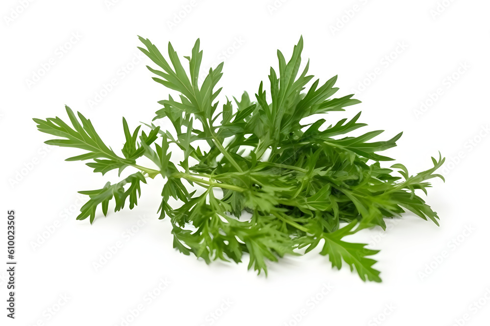 Artemisia vulgaris L, Sweet wormwood, Mugwort or artemisia annua branch green leaves on white backgroun Artemisia vulgaris L, Sweet wormwood, Mugwort or artemisia annua branch green leaves on white backgroun