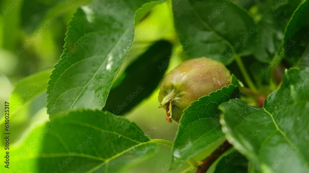 Small apples that are just starting to grow Small apples that are just starting to grow