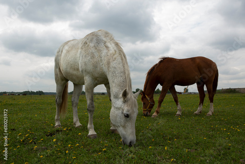 gray and brown hoarse graze on green summer meadow full body photo