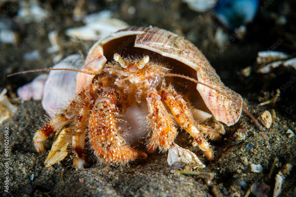 Close up of a Hermit crab underwater in the St. Lawrence River