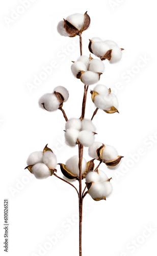 Cotton branch isolated on transparent background. White cotton flowers.