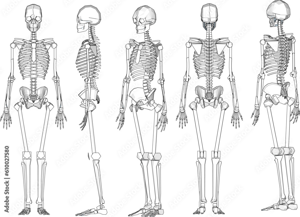 Human skull skeleton cartoon illustration vector sketch biology research material - obrazy, fototapety, plakaty 