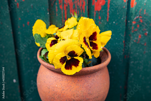 Wallpaper Mural Yellow flowers in a hanging pot on a green wall Torontodigital.ca