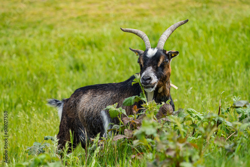 Wallpaper Mural Goat eating berry bush in a field Torontodigital.ca