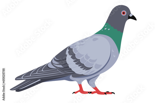  pigeon isolated on white