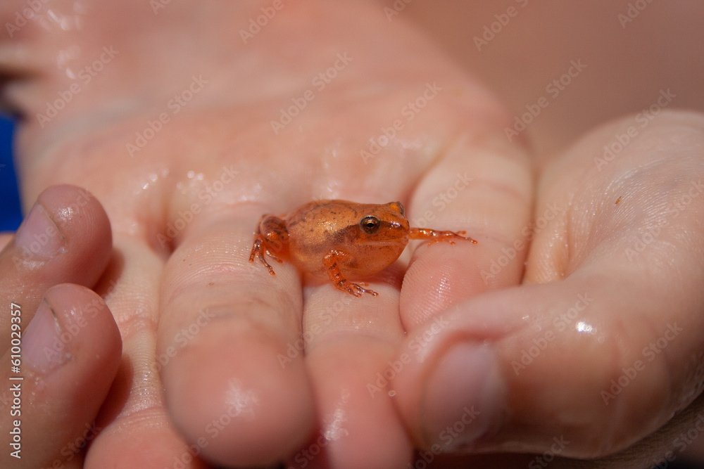 Naklejka premium frog in hand
