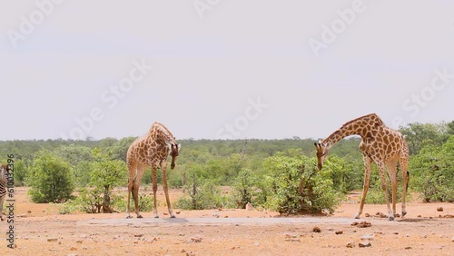 Two Giraffes and plain zebras drinking in waterhole in Kruger National park, South Africa ; Specie Giraffa camelopardalis family of Giraffidae