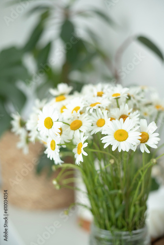 A bouquet of fresh white daisies in a vase on the background of a home interior