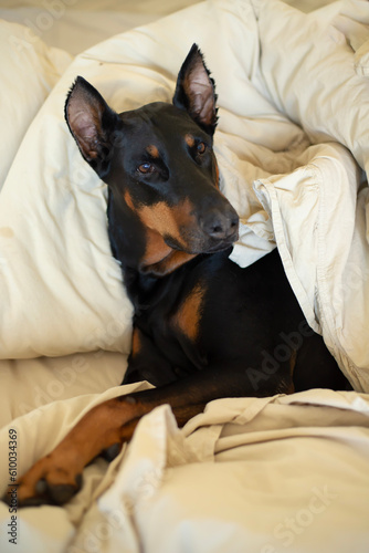 A Doberman breed dog cuddles in bed