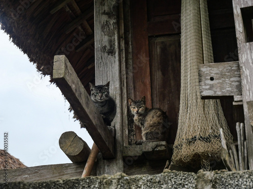 Cat in wooden house