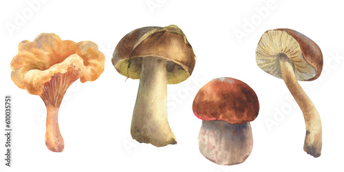 Set of watercolor illustrations mushrooms. Boletus mushroom, Chanterelle, big white mushroom, vegetarian gourmet cuisine, illustration isolated on white background