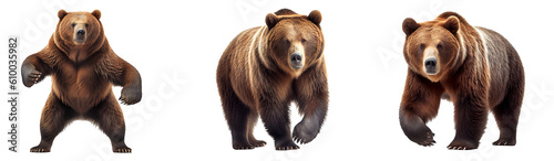 brown grizzly bear On transparent background (png), easy for decorating projects. photo