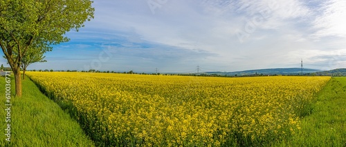 View over a blooming rapeseed field day in spring © Aquarius