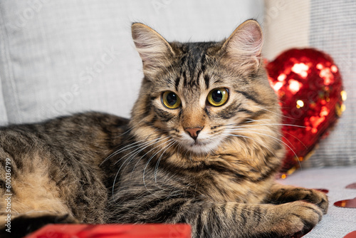 Cat Valentine's Day, beautiful young cat lying on the couch next to a heart pillow