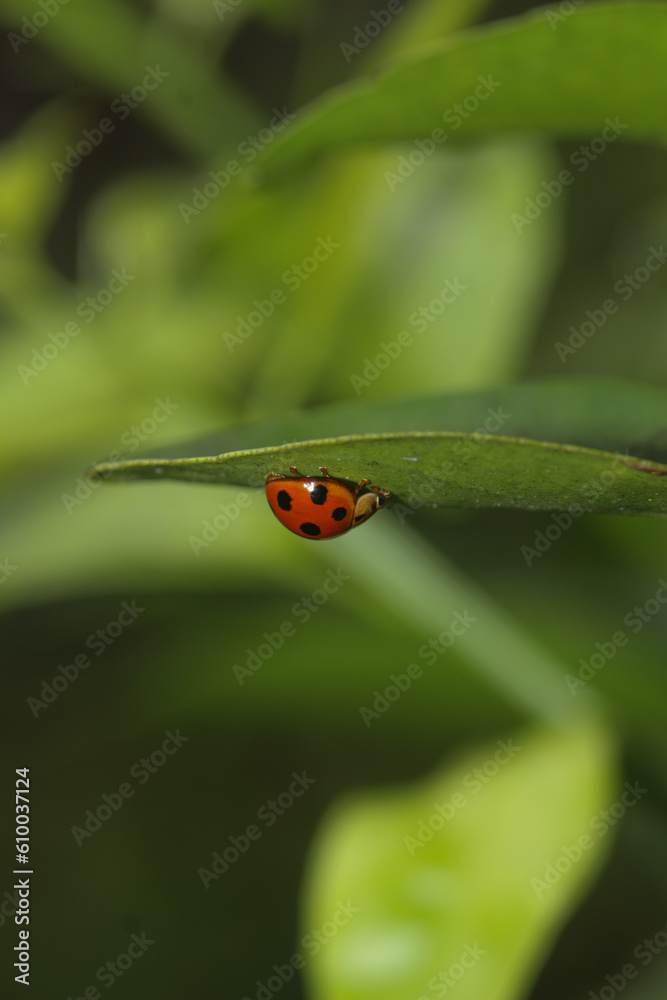 Fototapeta premium ladybug on green leaf