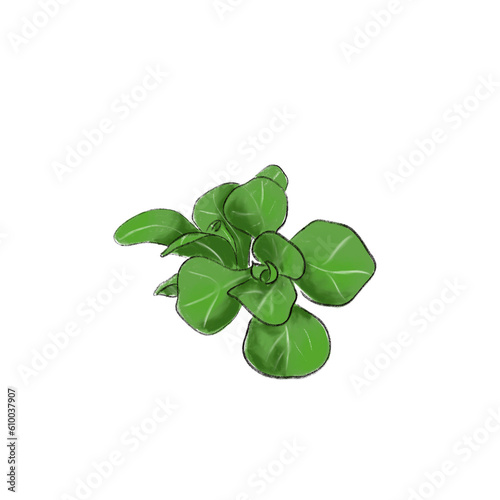 Slika na platnu lamb's lettuce illustration on white background isolated
