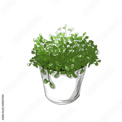cress pot illustration isolated on white background photo
