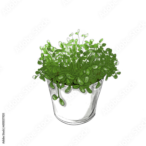 Foto cress pot illustration isolated on white background