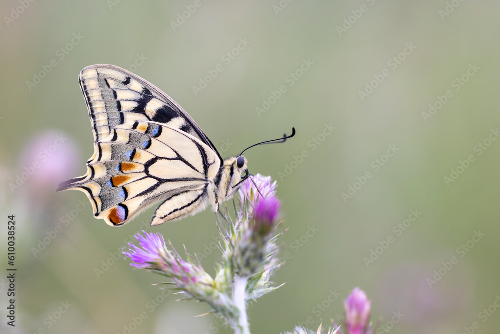An encounter with nature: the incredible swallowtail (Papilio machaon ) in its habitat.