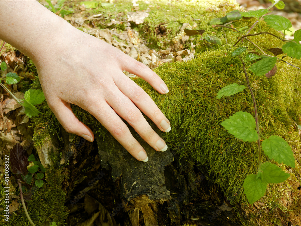 Woman hand touch mossy tree trunk. Nature connection concept.