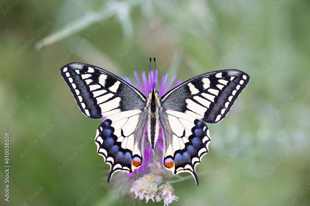 Fototapeta premium An encounter with nature: the incredible swallowtail (Papilio machaon ) in its habitat.