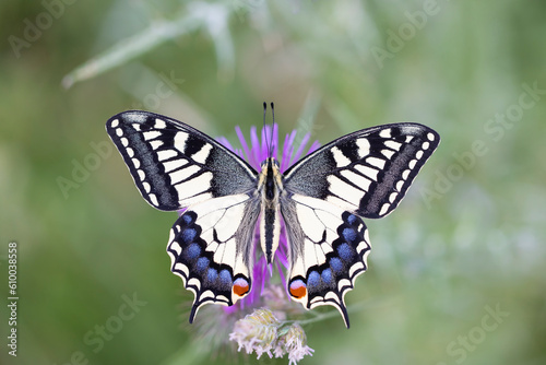 An encounter with nature: the incredible swallowtail (Papilio machaon ) in its habitat. © vinx83