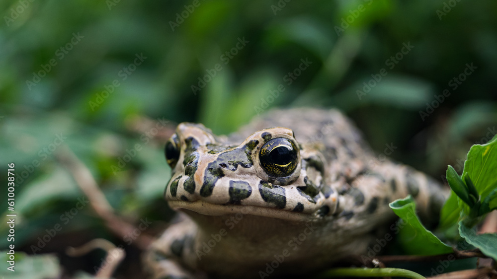 A frog among the leaves. Green frog. Frog close-up. Amphibia in the wild. Amphibious animals. Frog eyes. Yellow animal eyes A frog among the leaves. Green frog. Frog close-up. Amphibia in the wild. Amphibious animals. Frog eyes. Yellow animal eyes