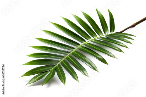 coconut palm leaf isolated