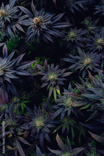 Grow Room Photography By Cannabis Camera