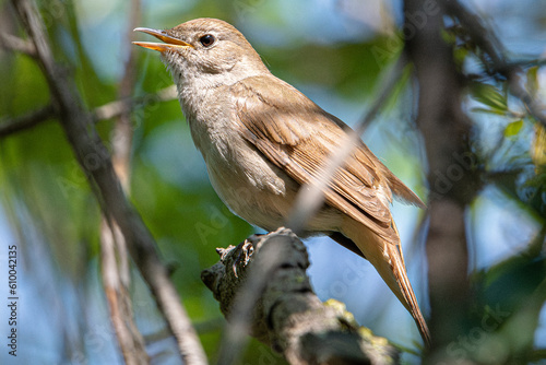 nightingale Luscinia megarhynchos is a small bird common in aiguamolls emporda girona spain photo