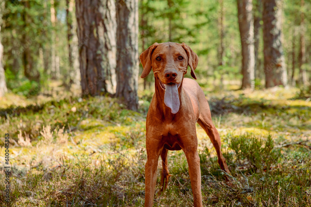 Red hunting vizsla dog in a coniferous forest