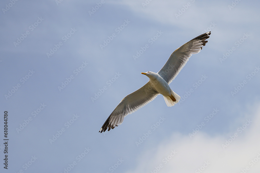 Obraz premium Seagull in flight, sky in the background