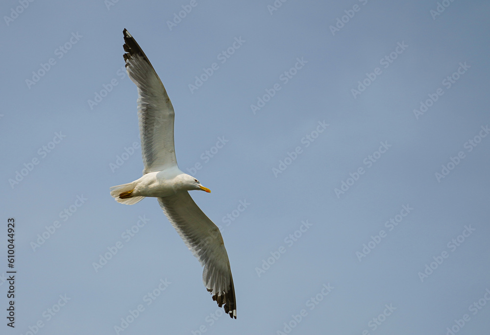 Fototapeta premium Seagull in flight, sky in the background