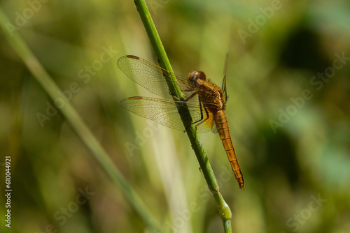 dragonfly on a leaf © DoboIvanov