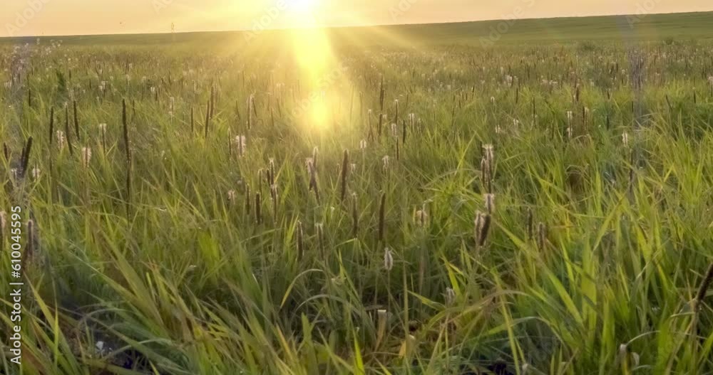 4K UHD flat meadow timelapse at the summer or autumn time. Wild endless