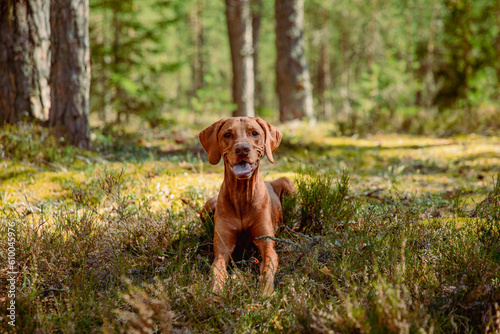 Red hunting vizsla dog in a coniferous forest