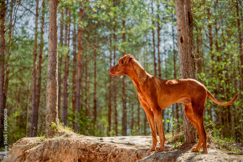 Red hunting vizsla dog in a coniferous forest