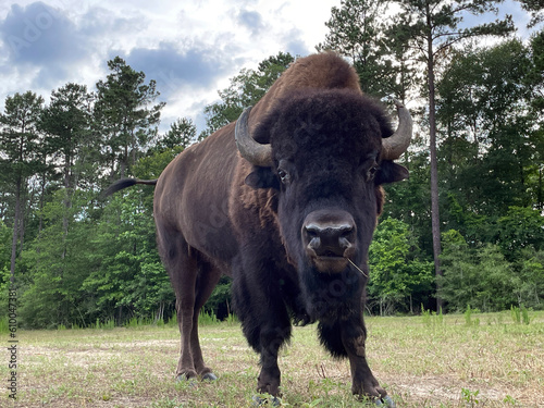 American buffalo or bison in the field looking at the camera