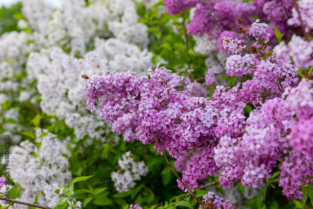 Beautiful purple and snowy white lilac in full bloom. Very fragrant, hardy shrub. All types of lilacs have beautiful flowers. Tender young branch of common lilac, perfect calendar picture