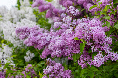 Beautiful purple lilac in full bloom. Very fragrant  hardy shrub. All types of lilacs have beautiful flowers. Lilacs are depicted on the coat of arms of the city of Sigulda  Latvia 