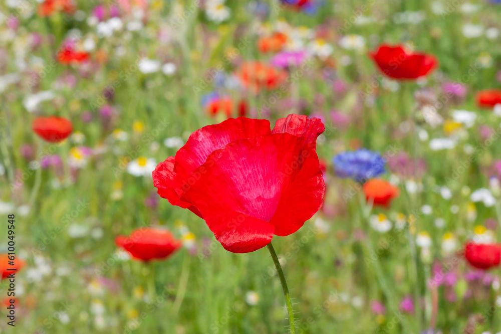 Fototapeta premium close up of red poppy on meadow at summer