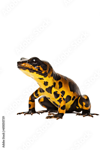 close up of a fire salamander isolated on a transparent background