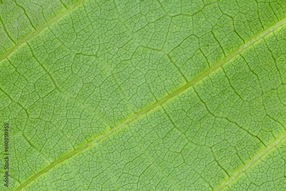 close up of green leaf texture close up of green leaf texture