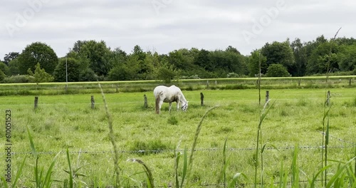 General shot of the silhouette of a white horse grazing in the meadow, 4 K
