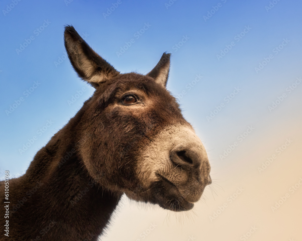 Portrait of a brown donkey in front of a blue sky Portrait of a brown donkey in front of a blue sky