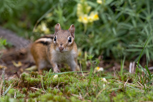 Chipmunk in the grass with yellow flowers in the background.