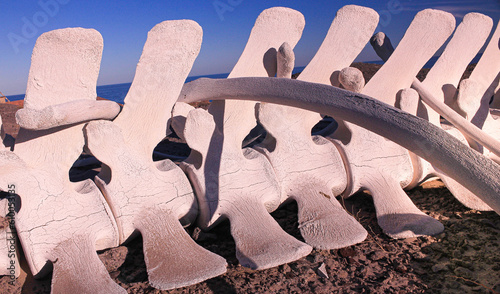 The skeleton of a whale reveals intriguing patterns and textures with a background of blue sky and sea